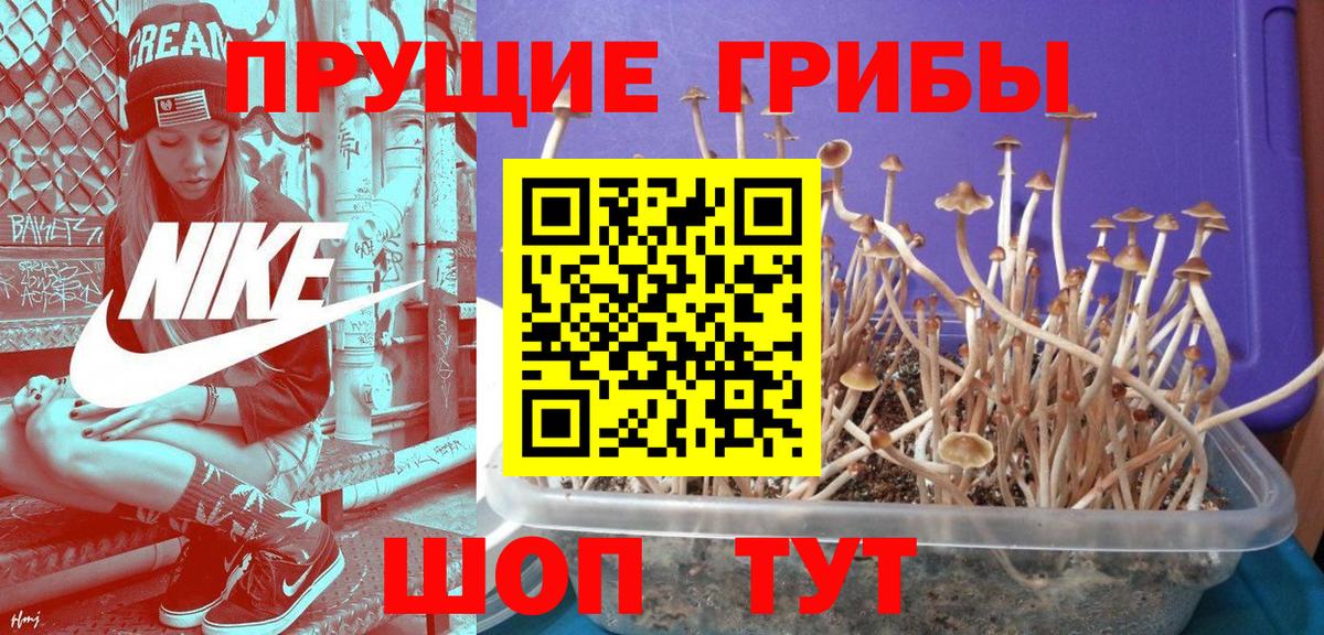Псилоцибиновые грибы GOLDEN TEACHER  Вход с VPN  что такое наркотик  Нижнекамск 